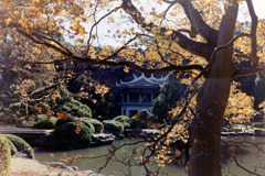 新宿御苑【旧御涼亭あたりの紅葉】20181215