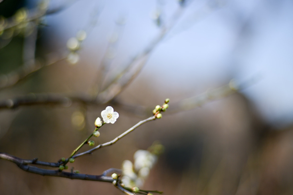 大倉山梅林【梅の花：緑萼梅】20250214
