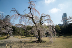 小石川後楽園【馬場桜～葉桜の始まり】20230322