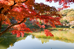 薬師池公園【紅葉のアップ】①20241130