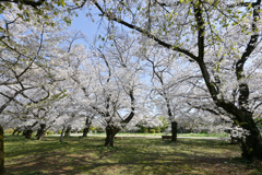 小石川植物園【桜並木の眺め】20250405