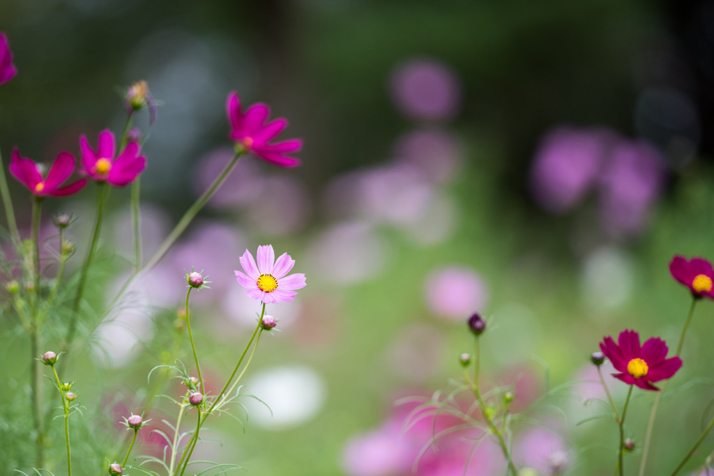 昭和記念公園【花の丘の花畑】④20191006