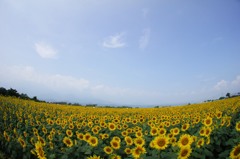 【ヒマワリ】20130813