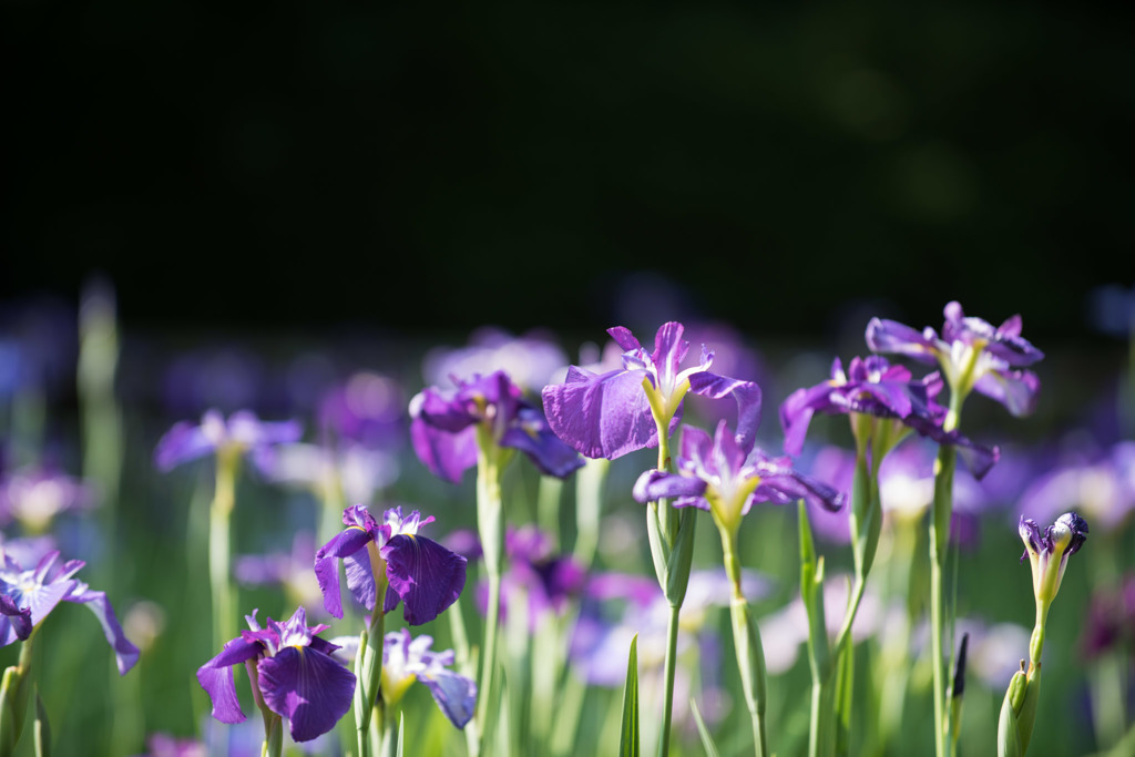 【生田緑地の花菖蒲(紫)】①20150531