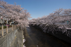 【恩田川の桜】④20180331