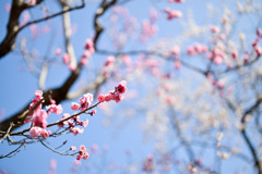 府中市郷土の森【梅の花：蝶の羽重ね】②20250309