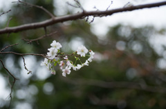 【浄慶寺の十月桜】①20140920
