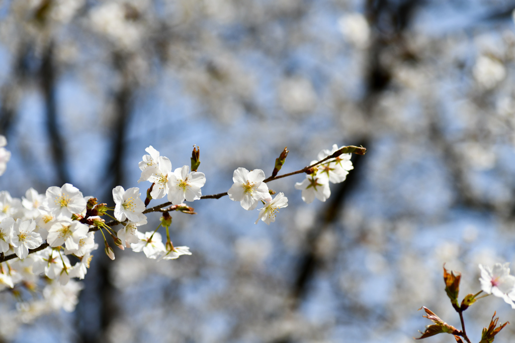 新宿御苑【サクラ：山桜】①20240402
