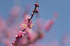 【神代植物公園(道知辺)】20150228