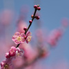 【神代植物公園(道知辺)】20150228