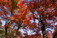【箱根美術館_庭園の様子】④20161113