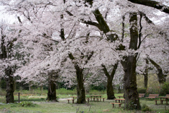 神代植物公園【染井吉野の近景】①20230327
