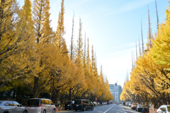 神宮外苑【いちょう並木】⑤20251124