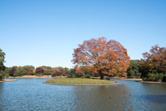 昭和記念公園【水鳥の池の大ケヤキ】20221108