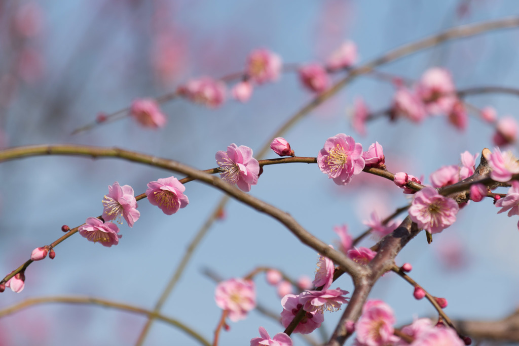 小田原FG【梅：藤牡丹枝垂】①20190224