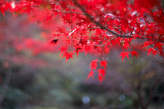 薬師池公園【薬医門への道沿いの紅葉】⑤20251119