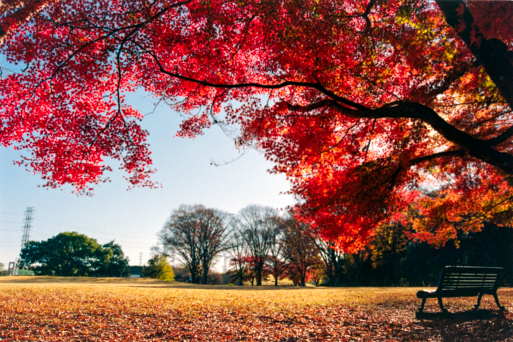 神代植物公園【自由広場：芝生沿いの紅葉】③20231202銀塩NLP