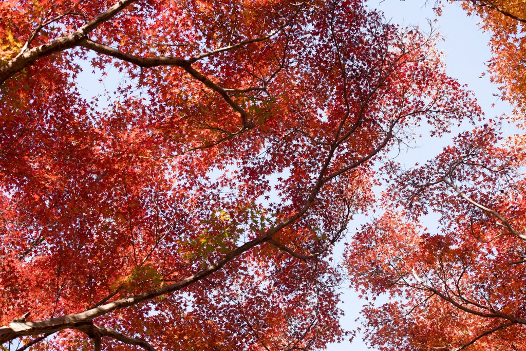 神代植物公園【かえで園：モミジのアップ】①20231202