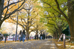 神宮外苑【いちょう並木】④20251124