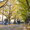 神宮外苑【いちょう並木】④20251124