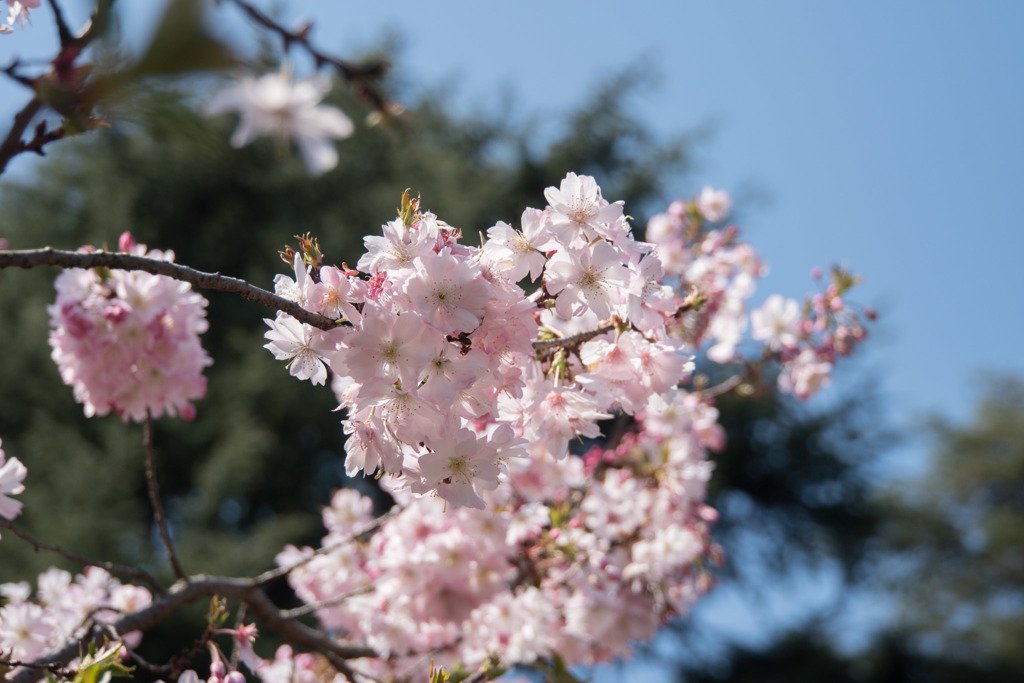 新宿御苑【桜：十月桜】①20180325