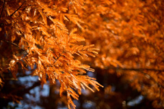 神代植物公園【メタセコイヤ】③20251130