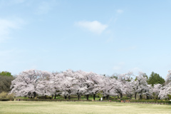神代植物公園【築山の染井吉野】①20220331