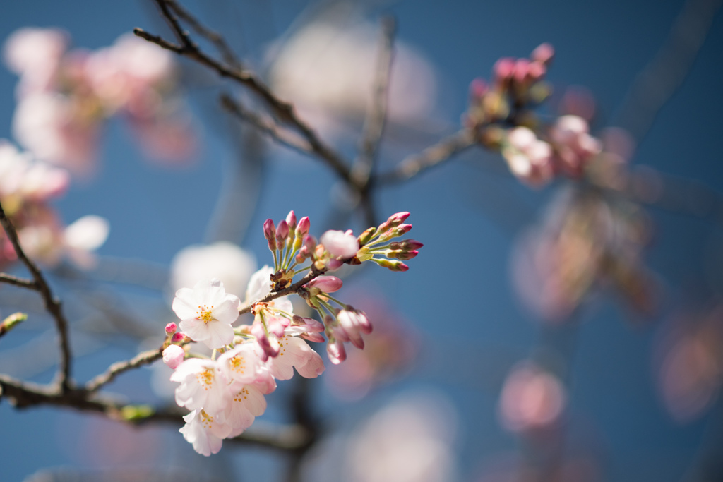 神代植物公園【神代曙の近景】③20230319