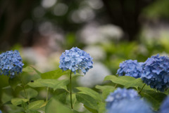 相模原北公園の紫陽花【ヒメアジサイ】①20170618