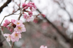 早春の新宿御苑【サクラ：啓翁桜】②20200307