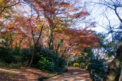新宿御苑【モミジ山の紅葉】①20161210