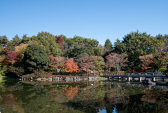 昭和記念公園【日本庭園：紅葉】③20191116