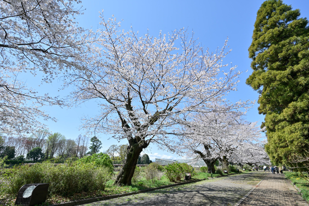 神代植物公園【ばら園横のサクラ】20250404