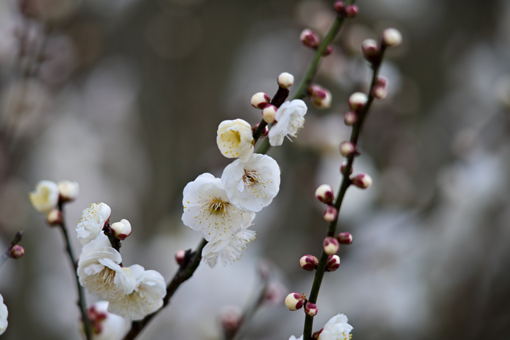 大倉山公園梅林【梅の花：玉牡丹】②20260206