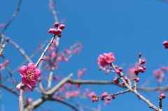 【小田原フラワーガーデン(紅鶴)】①20150214