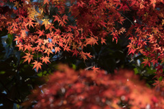 新宿御苑【上の池付近の紅葉】④20171209