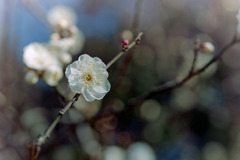 小田原FG【梅：辻村早咲】⑥20190119