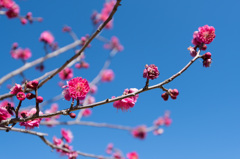 【小田原フラワーガーデン(緋の司)】①20150214