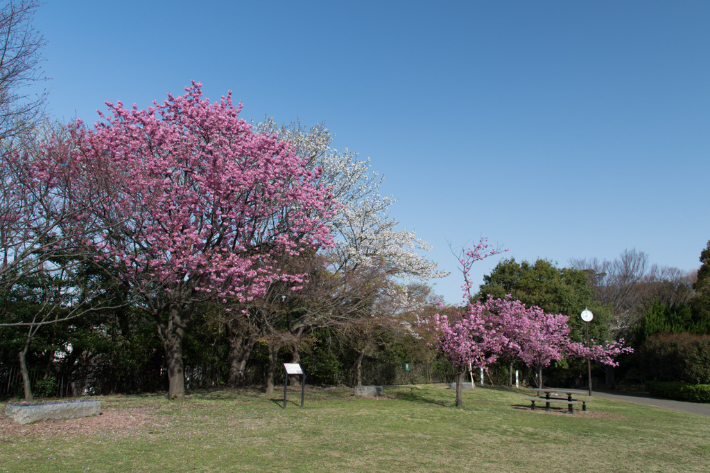 本牧山頂公園【サクラ：横浜緋桜】①20200321