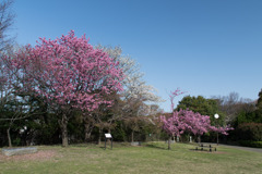 本牧山頂公園【サクラ：横浜緋桜】①20200321