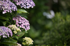 【相模原麻溝公園(渦紫陽花)】②20150613