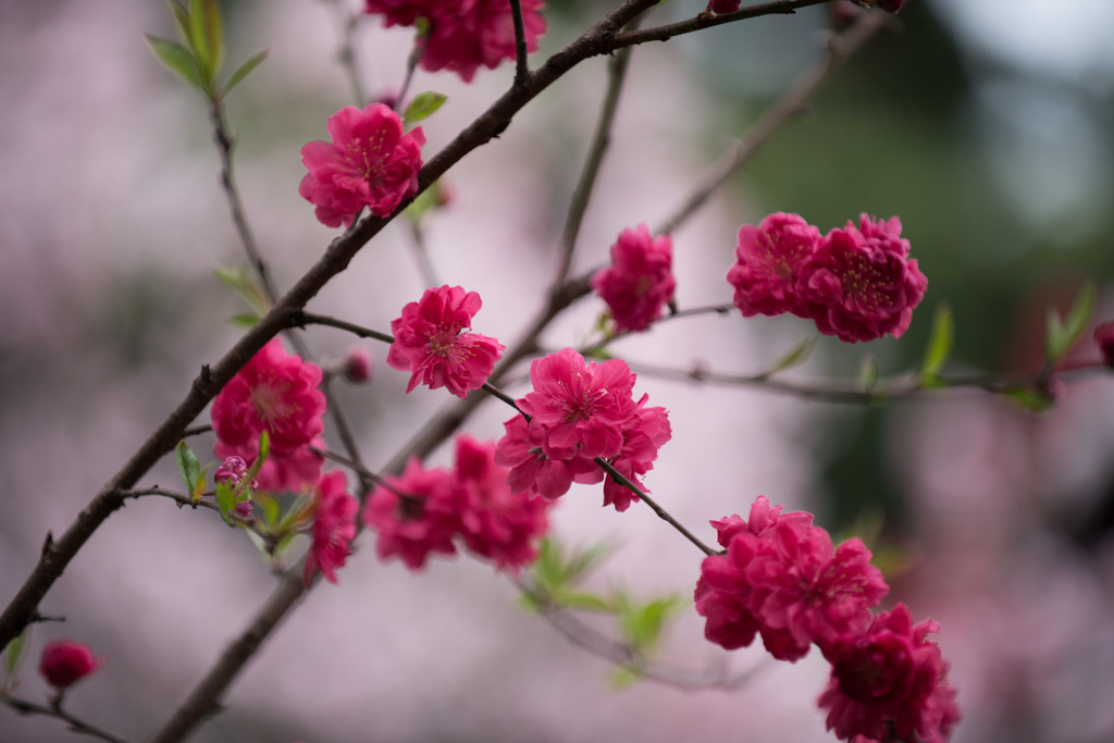 【新宿御苑(ハナモモ)】⑥20160402