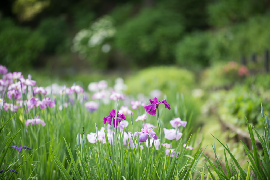薬師池公園【花菖蒲：紫系】①20220605