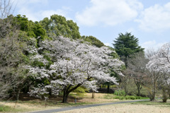 昭和記念公園【染井吉野(花木園)】③20250408