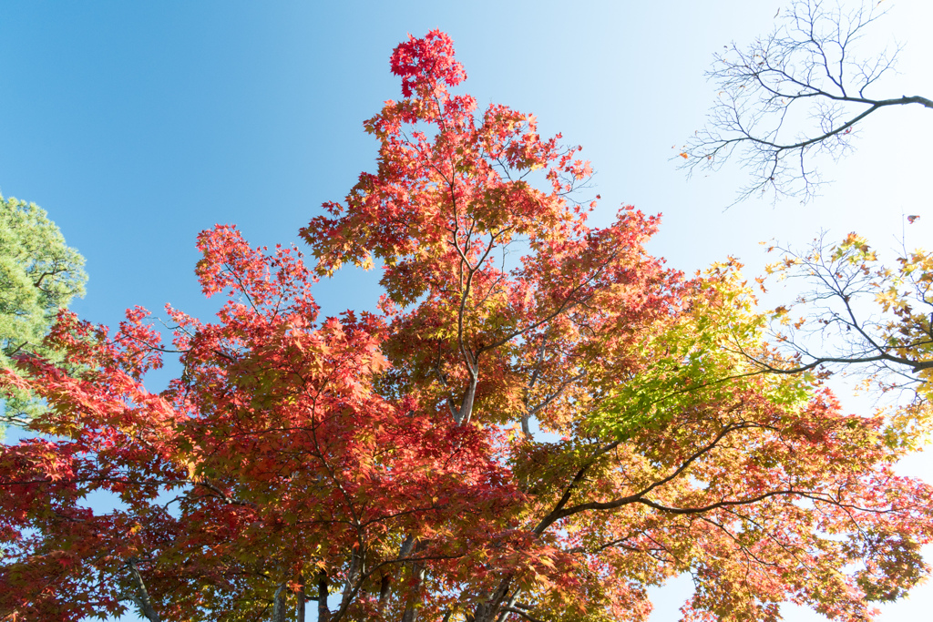 昭和記念公園【日本庭園：紅葉のアップ】①20211106