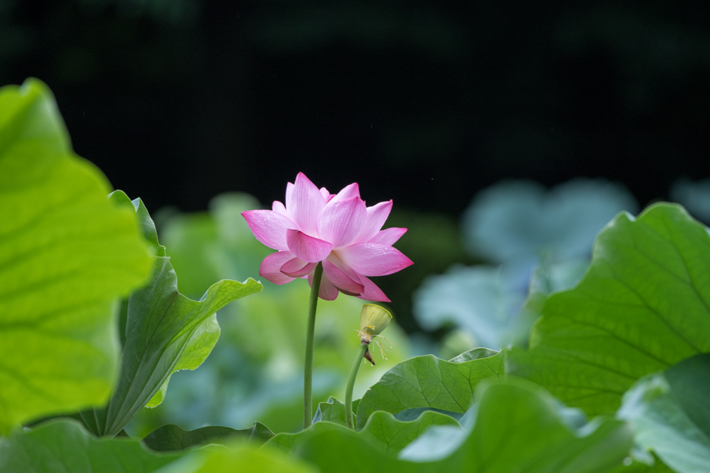 薬師池公園【大賀蓮】①20220717