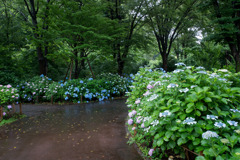 府中市郷土の森【アジサイの小径沿い】④20200614