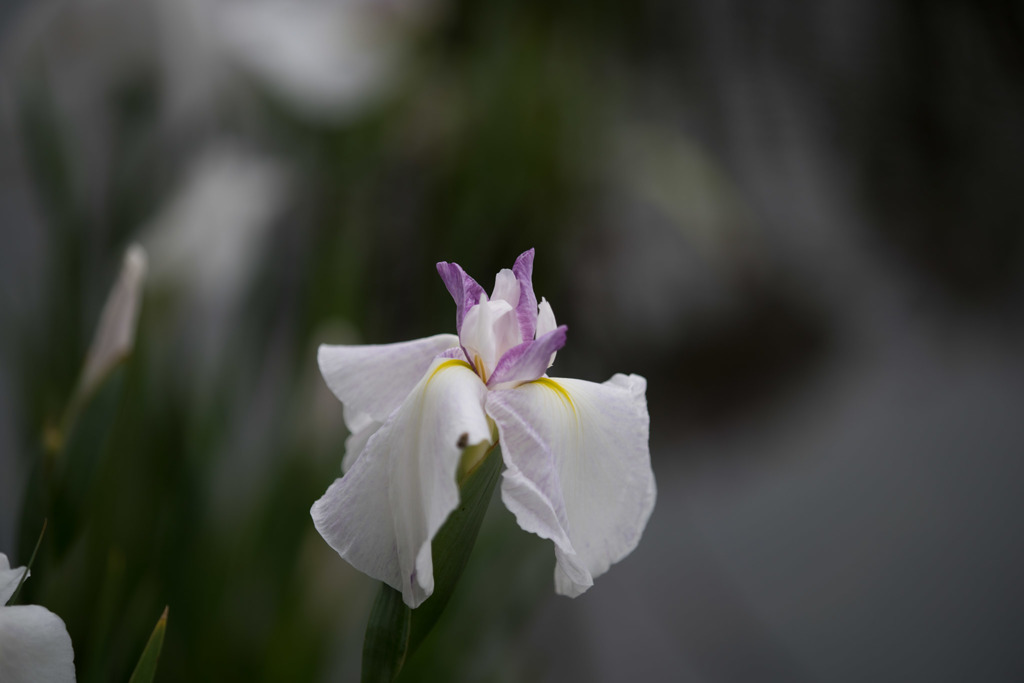 【大船植物園(花菖蒲： 藤の雪)】20160528