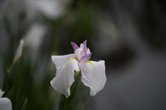 【大船植物園(花菖蒲： 藤の雪)】20160528
