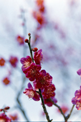 小田原FG【梅：紅千鳥】20190224